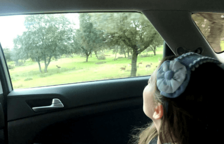 Carolina watches the deer in the Zarzuela grounds from the car, just as the book’s chapter tells it.